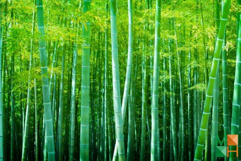 Tranh dán tường cho phòng khách đẹp tại Hà Nội NA - 108